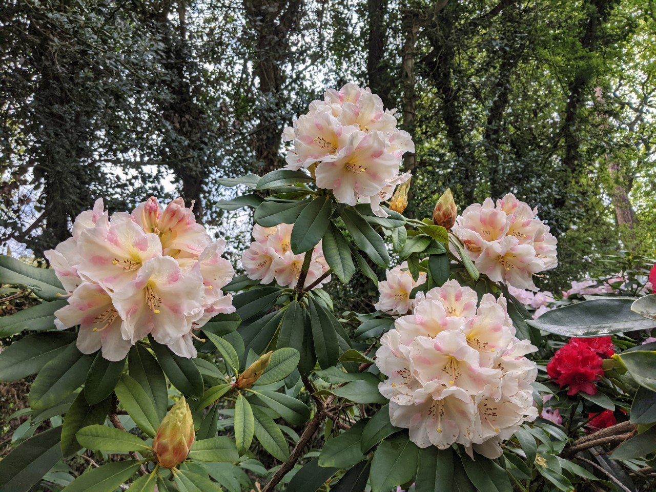 Unnamed hybrid seedling